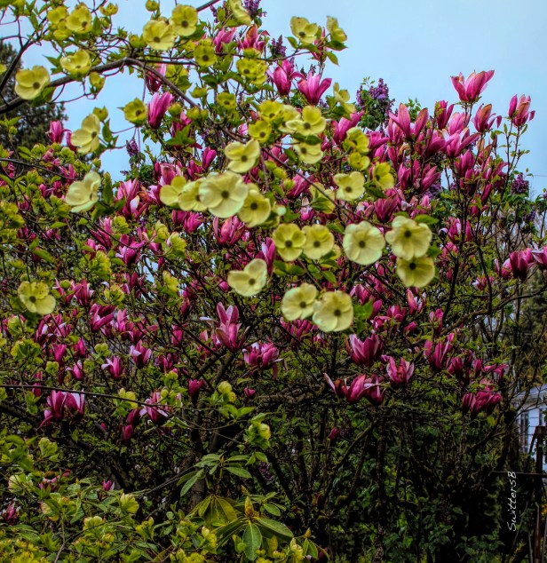 Dogwood and Tulip Tree Blooms-SwittersB.jpg