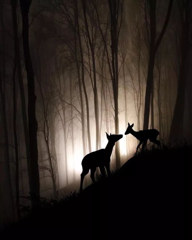 SimplyBeautiful 2 deer woods