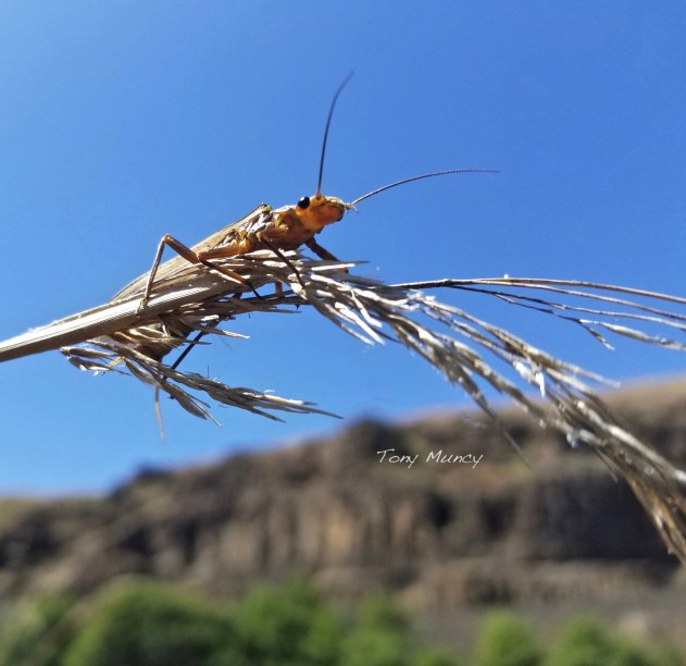 Golden Stonefly-Tony Muncy-Muncy Designs-Deschutes R. Oregon