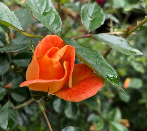 Orange Rose Bud-Portland-SwittersB