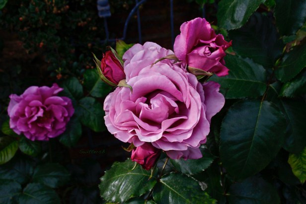 Tilli's Roses-Portland-Oregon-SwittersB