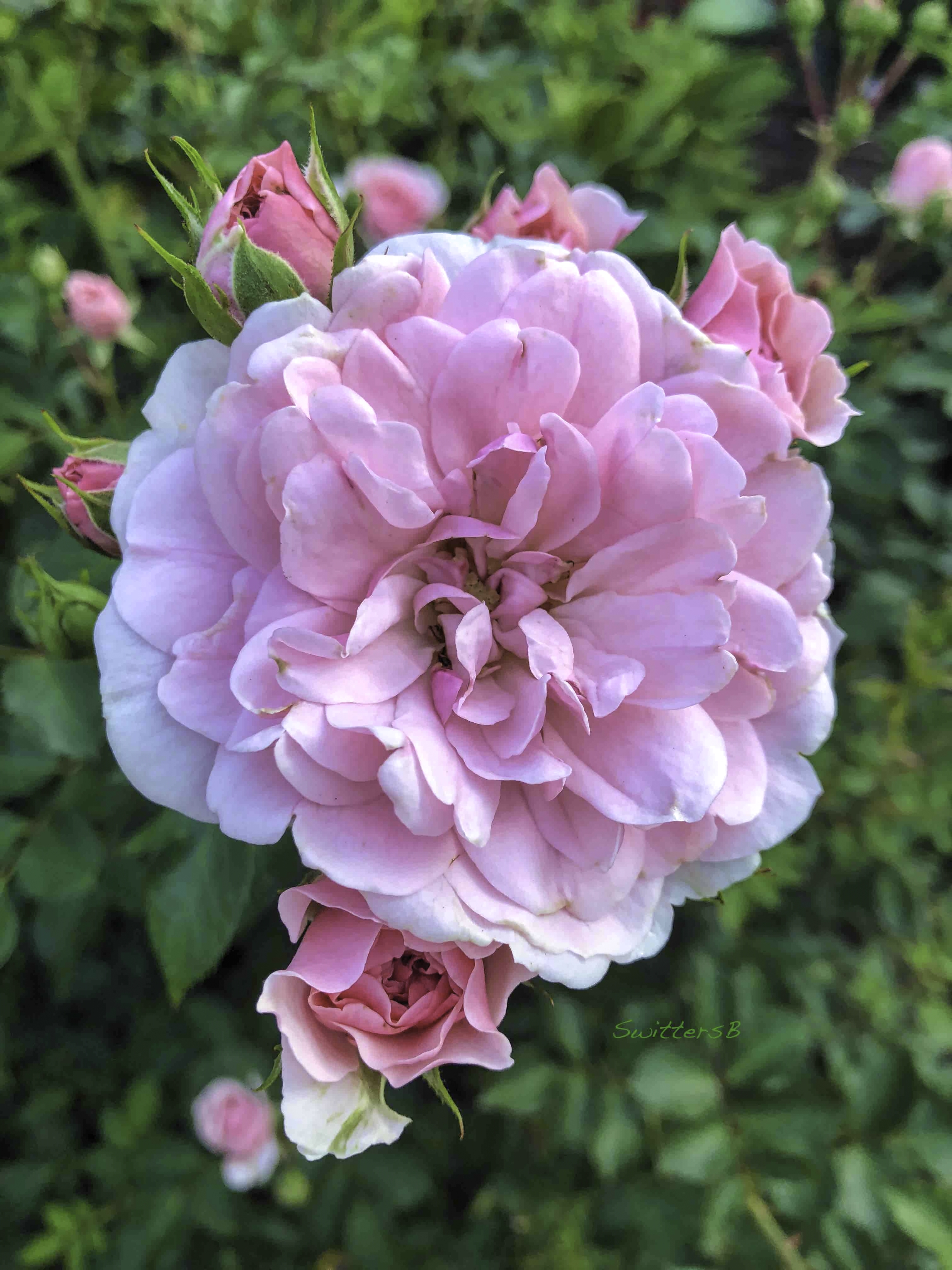 Satter Roses stay magical… – SwittersB & Exploring