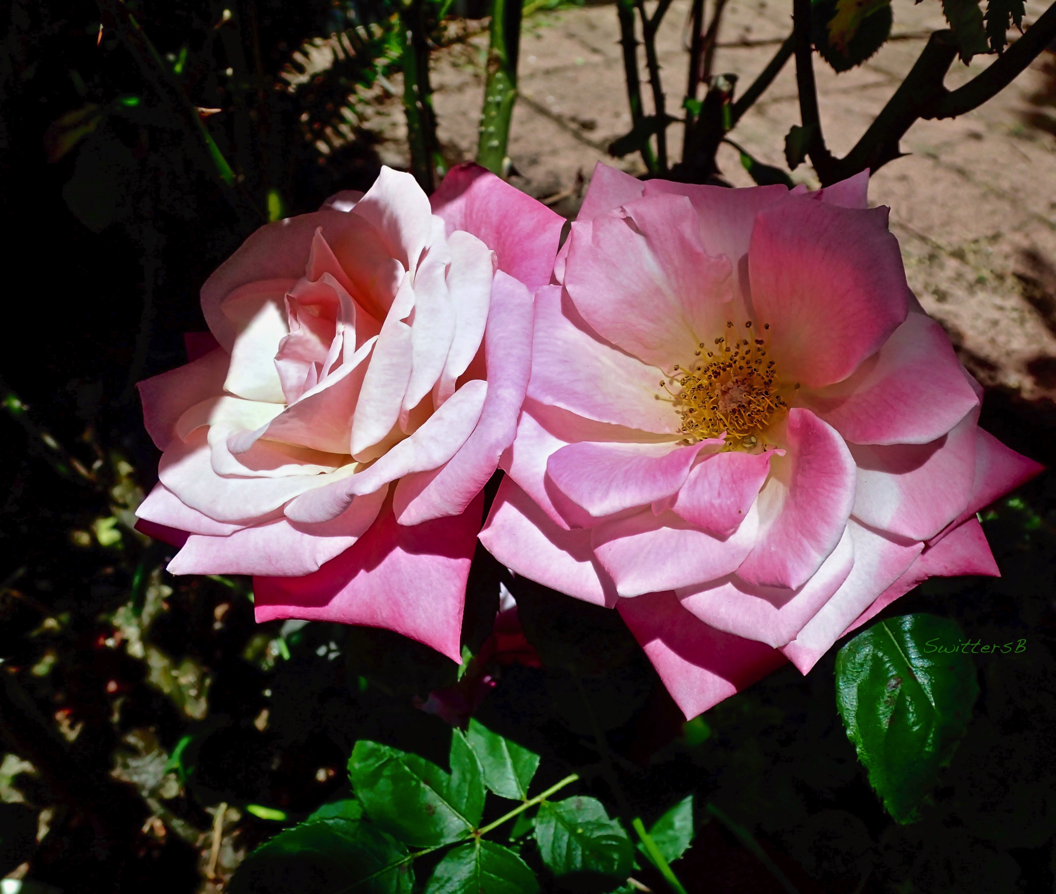 Satter Roses simply easier… – SwittersB & Exploring
