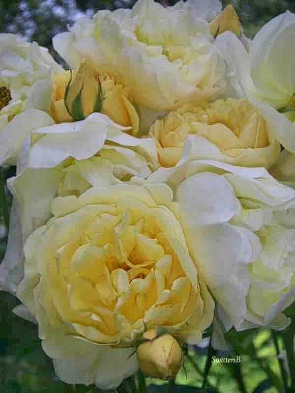 Pink Roses Cork pop the cork roses… – SwittersB & Exploring