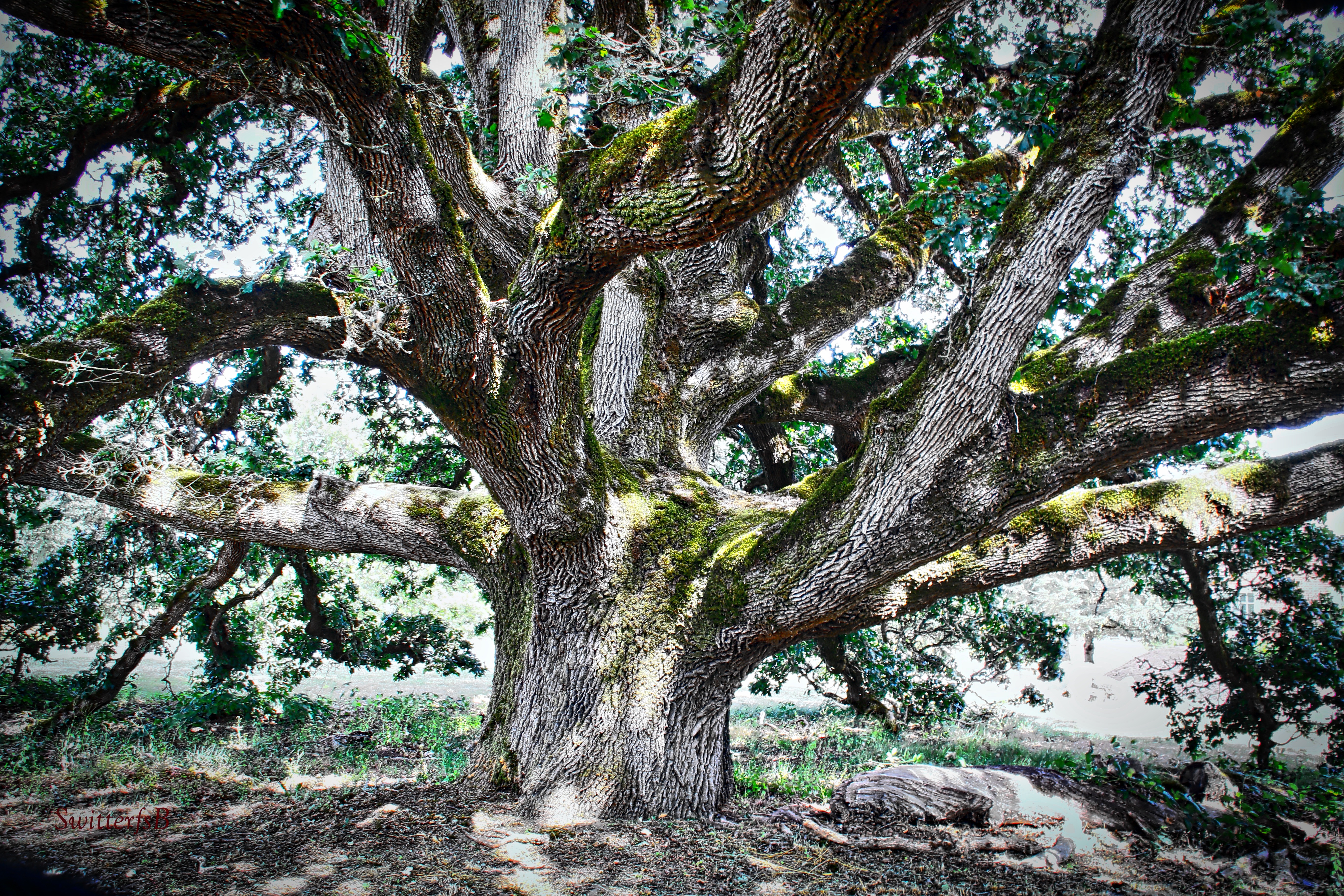 Oak Tree… – SwittersB & Exploring