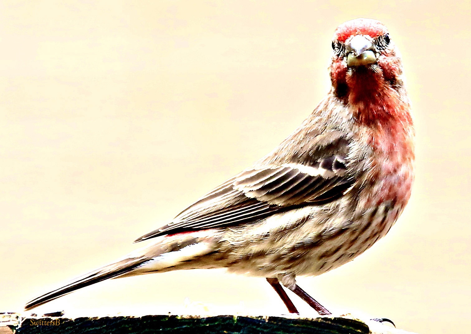 Finch Exploring Male House Finch… – SwittersB & Exploring
