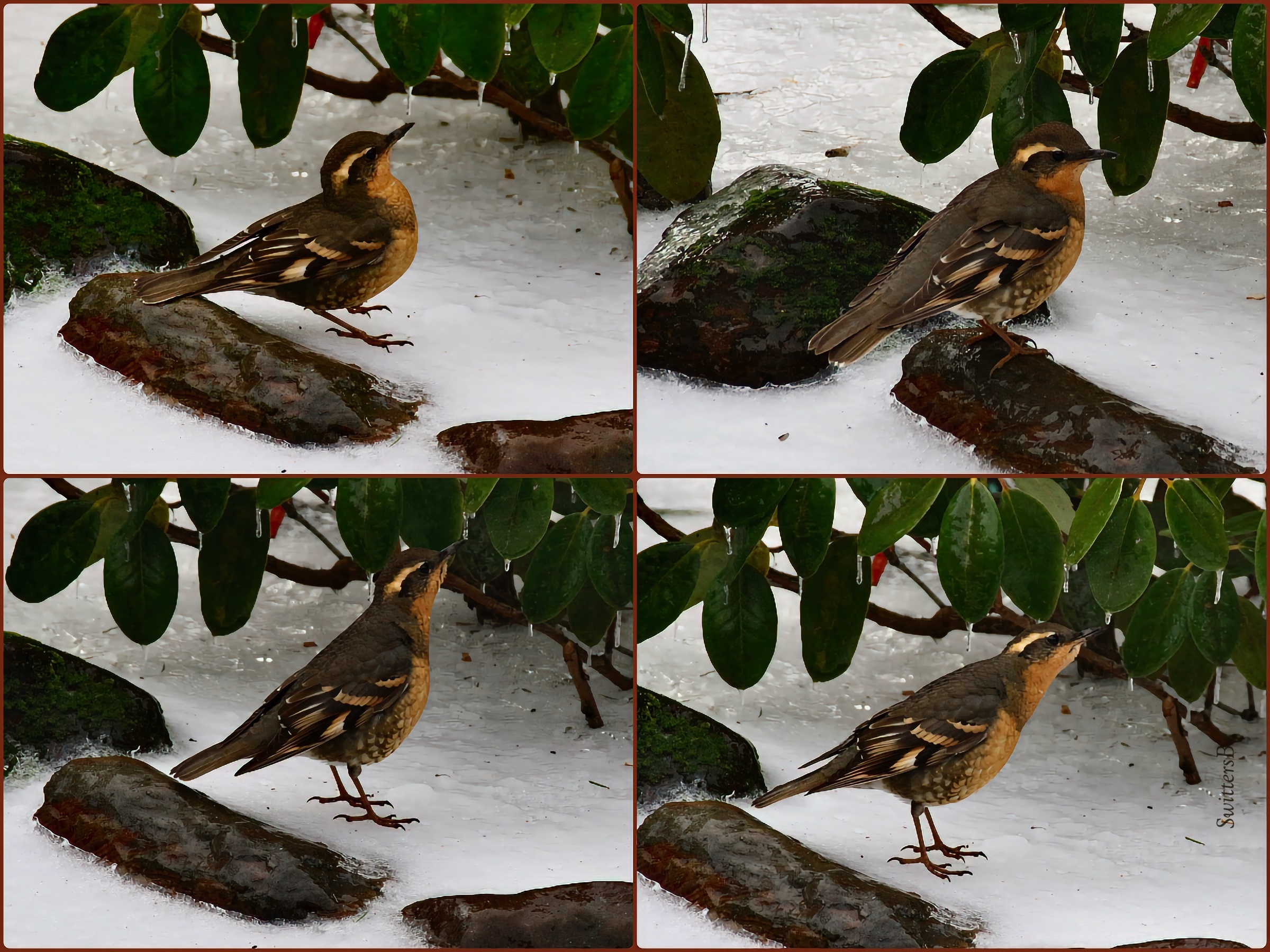 Varied Thrush seeking a handout… – SwittersB & Exploring