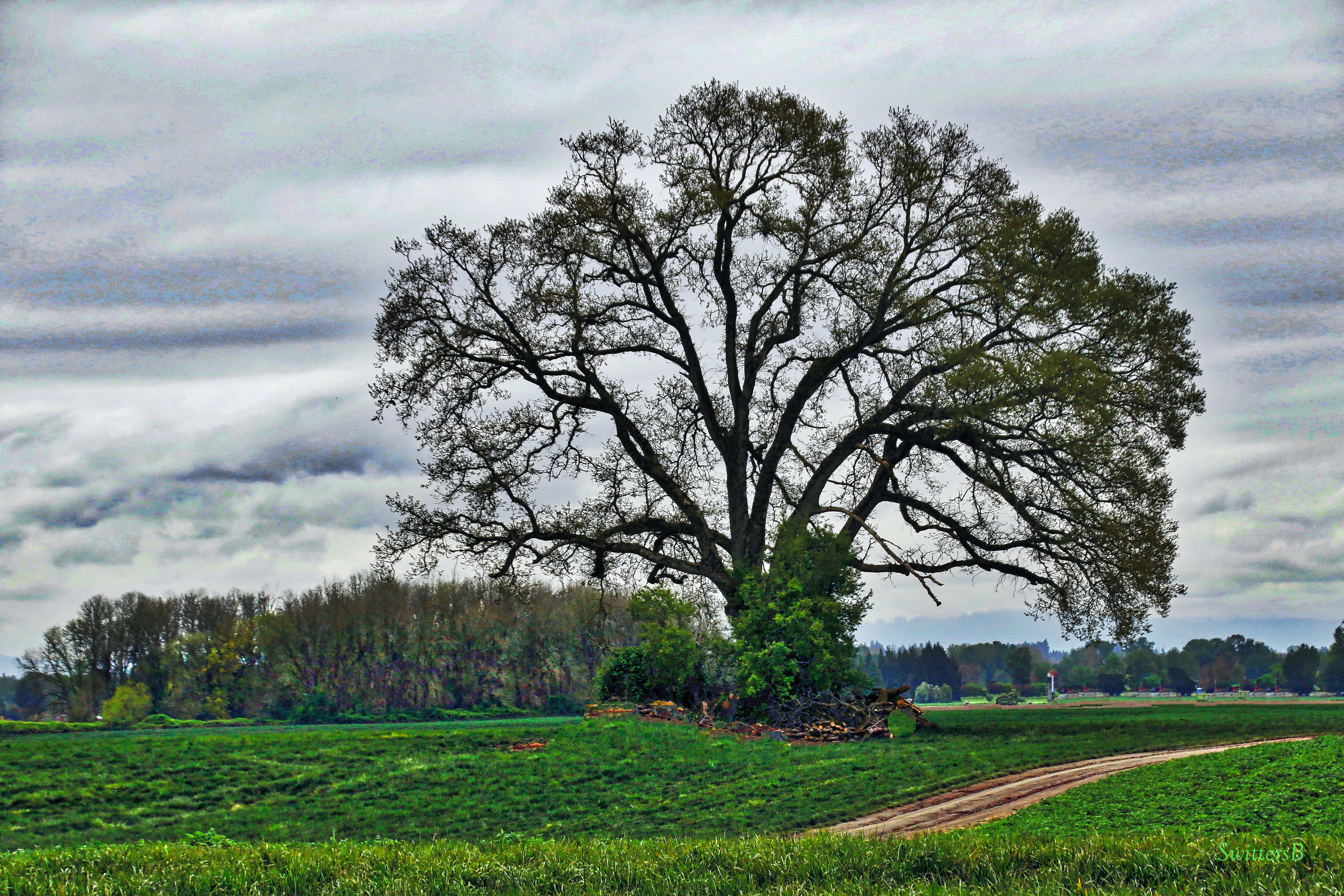 Oak Tree on Sauvie Island (Oregon)… – SwittersB & Exploring